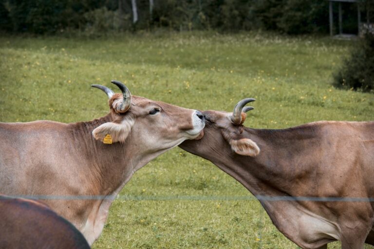 Affectionate Cow Licking ‘Matching’ Farm Cat Bestie Is Beyond Precious – PetHelpful