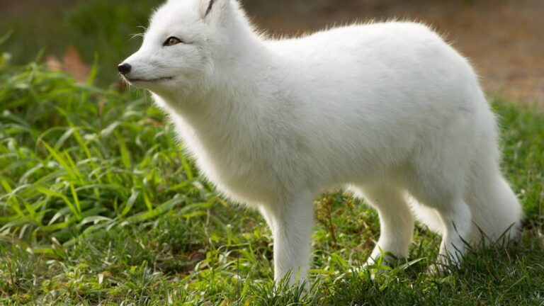 Arctic Fox Looks Like a Dandelion Puff and Won’t Stop Hooting and Hollering – Yahoo