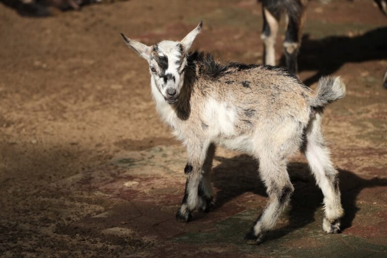 Baby Goat Can’t Control Happy Hops & It’s Just Too Cute – PetHelpful