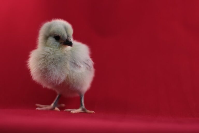 Baby Rooster’s First ‘Cock-a-Doodle-Do’ Is the Cutest Thing We’ve Ever Heard – Parade Pets