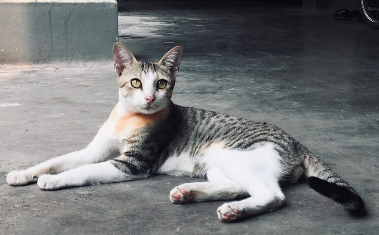 Bicolor Tabby Cat Looks Exactly Like a Victorian Ghost Child and No One Can Unsee It