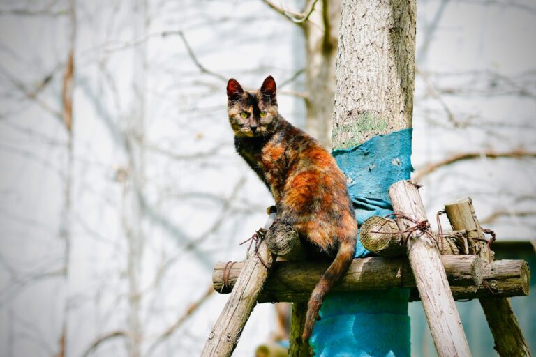 Big Tortoiseshell Cat Tips Tree After One Too Many Treats – Parade Pets