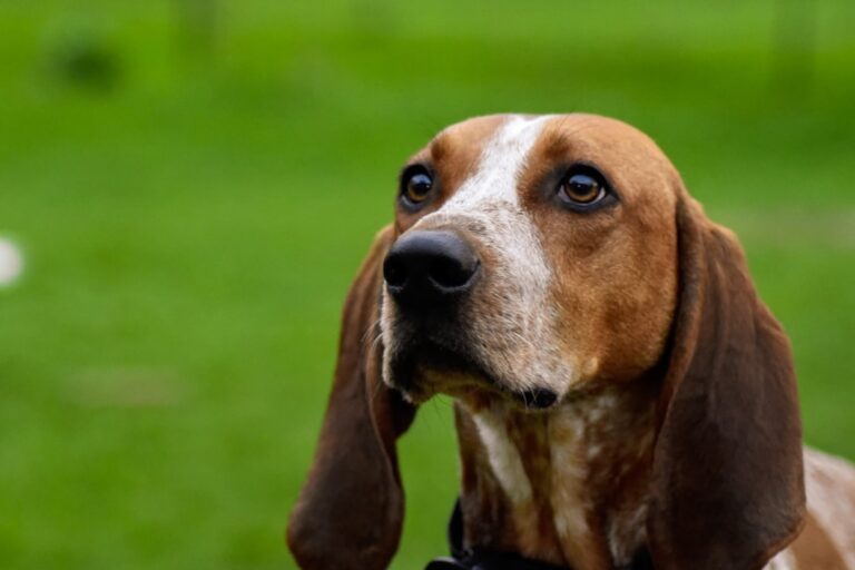 Blind Basset Hound Who ‘Thinks She’s Begging’ Is the Cutest Thing We’ve Ever Seen