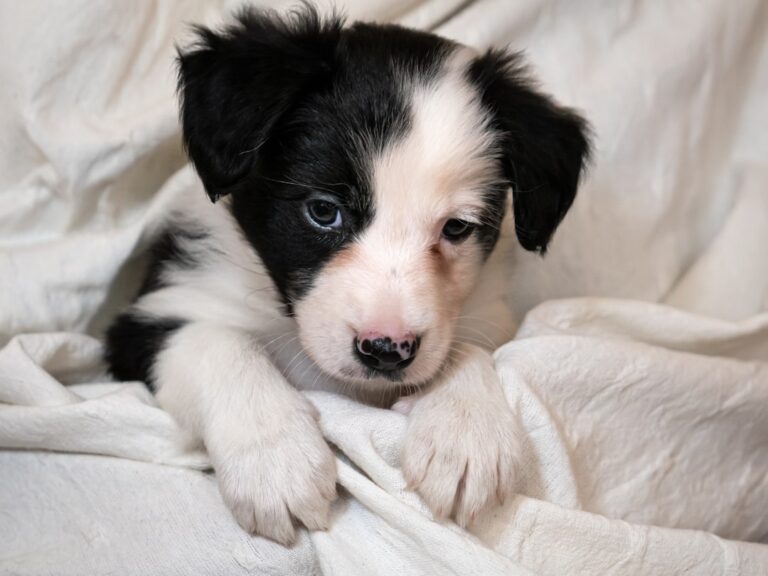 Border Collie Foster Puppy Sliding on His Belly for Pets Is Too Sweet – Parade Pets