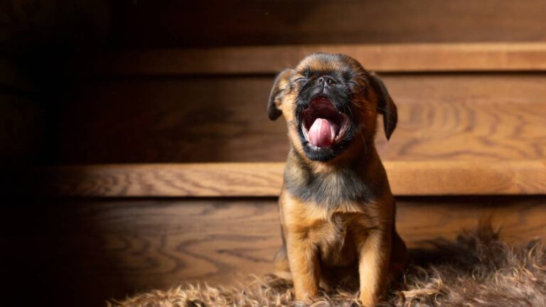 Brussels Griffon and Tiny Tortoise Hatchling Are the Cutest New Couple – AOL.com