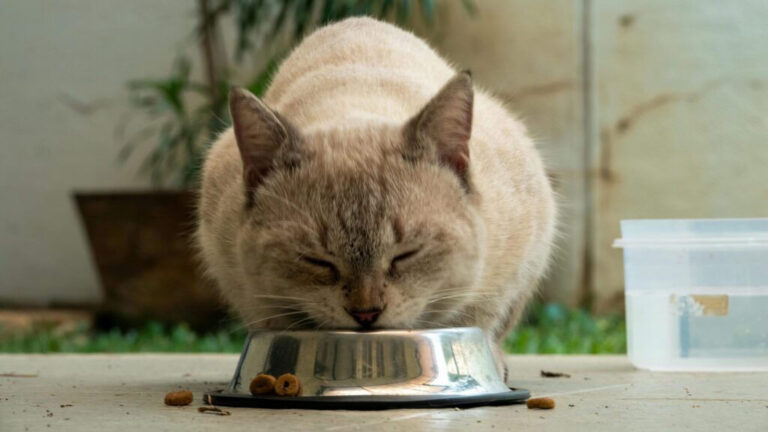 Cat food recall raises concerns about ingredients: Here’s what to check at home – MSN
