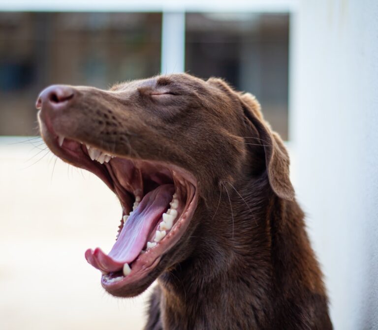 Chocolate Labrador Literally Screams With Joy Over Going to Grandma’s House