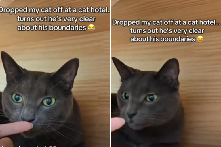Cat Arrives at Pets Hotel—Immediately Sets a Boundary: ‘That’s Far Enough’ – Newsweek