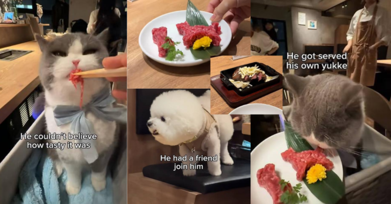 Viral Pet-Friendly Yakiniku in Tokyo Lets Pets Enjoy Special Menu With Owners
