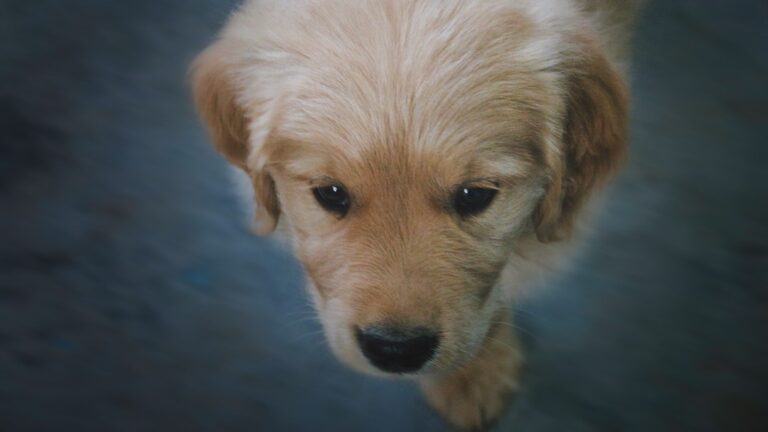 Curious Golden Retriever Has the Cutest Reaction to Smelling Something Tasty – PetHelpful