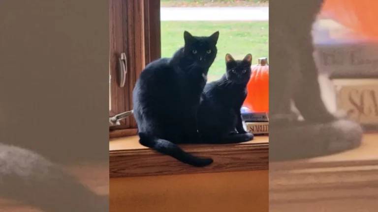 Cutest Pet: Oliver & Riley – YourErie.com