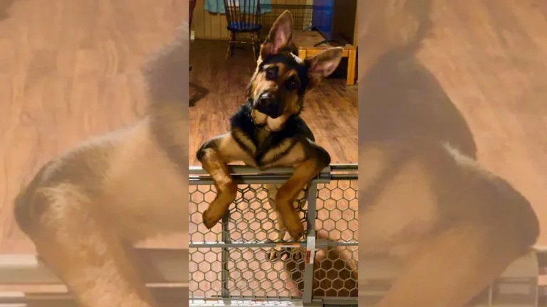 Cutest Pet: Sodo – YourErie.com