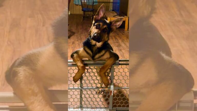 Cutest Pet: Sodo – Yahoo