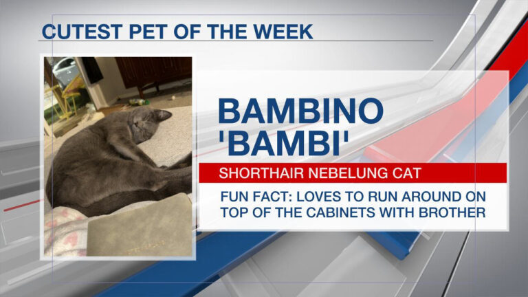 Cutest pet of the week: Bambino – MSN