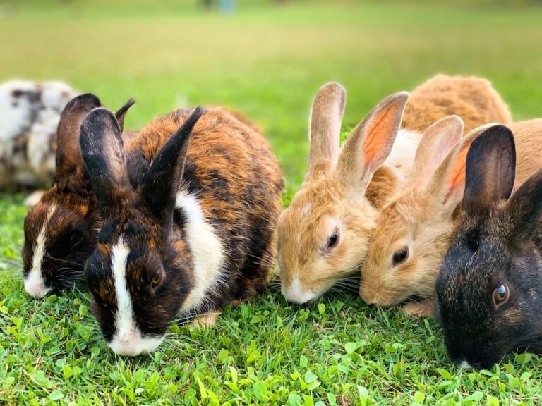 Do Giant Bunnies Make Good Family Pets? A Vet Weighs In – PetHelpful