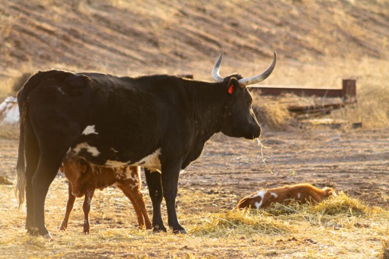 First Time Mama Cow Keeps Forgetting She Has a Baby in Cute Video – PetHelpful