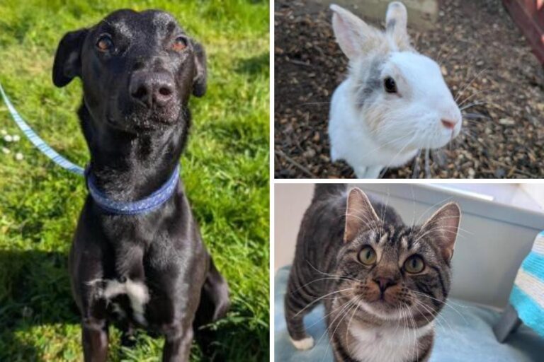 Five adorable animals at RSPCA Isle of Wight awaiting forever homes – Yahoo News UK