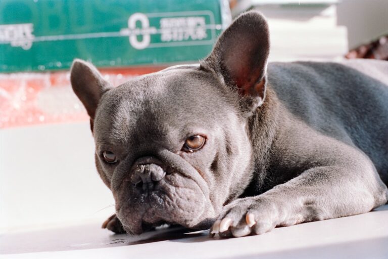 French Bulldog Won’t Stop Swaying on His Deck—’Money Well Spent’ – Parade Pets