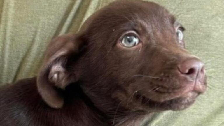 Northtown Subaru Donates, Hosts Adoption Event for SPCA 4-18-26