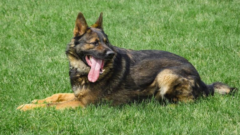 German Shepherd Becomes Part of Kids’ Soccer Game and It’s Adorable – AOL.com