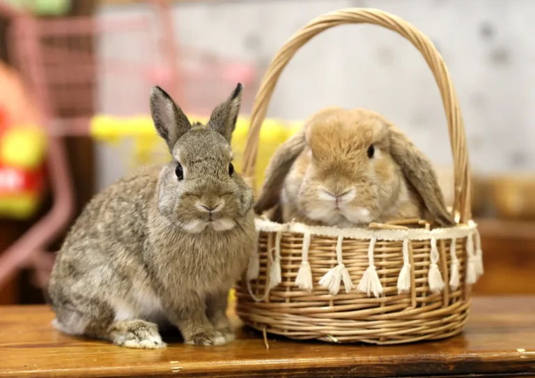 Local animal shelter warns about buying bunnies, chicks solely for Easter – Fox 5 San Diego