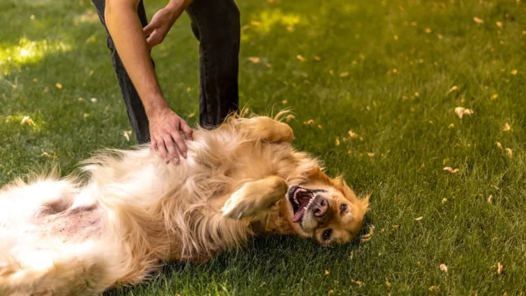 Golden Retriever Strategically Lures Employee Out of Coffee Shop for Pets—and It’s Too Cute
