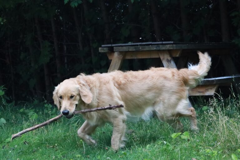 Golden Retriever Strategically Lures Employee Out of Coffee Shop for Pets—and It’s Too Cute
