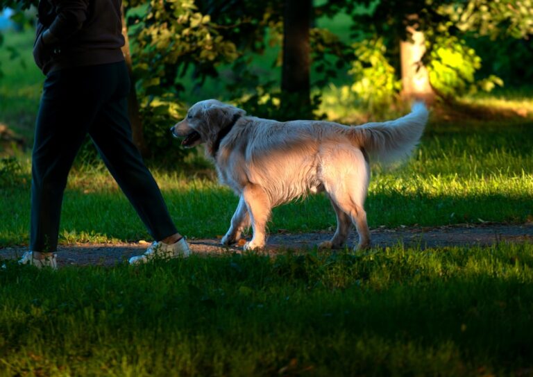Golden Retriever Takes Park by Storm With Totally Chill Swing Sesh – Parade Pets