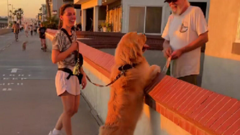 Golden retriever spots his favorite neighbor on a walk and his reaction says it all – MSN