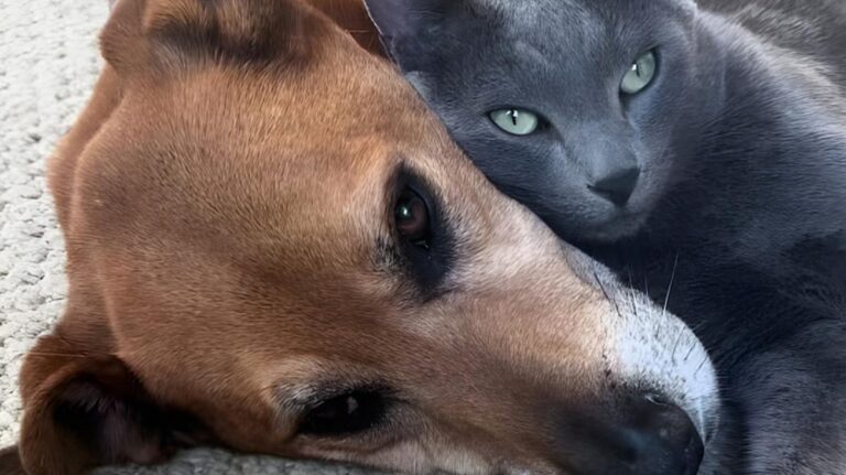 Injured Senior Dog Getting Massages From His Cat Brother Is Beyond Sweet – AOL.com