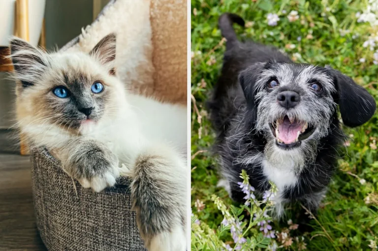 It’s National Pet Day! Comment a cute photo of your pet for us all to enjoy – Yahoo