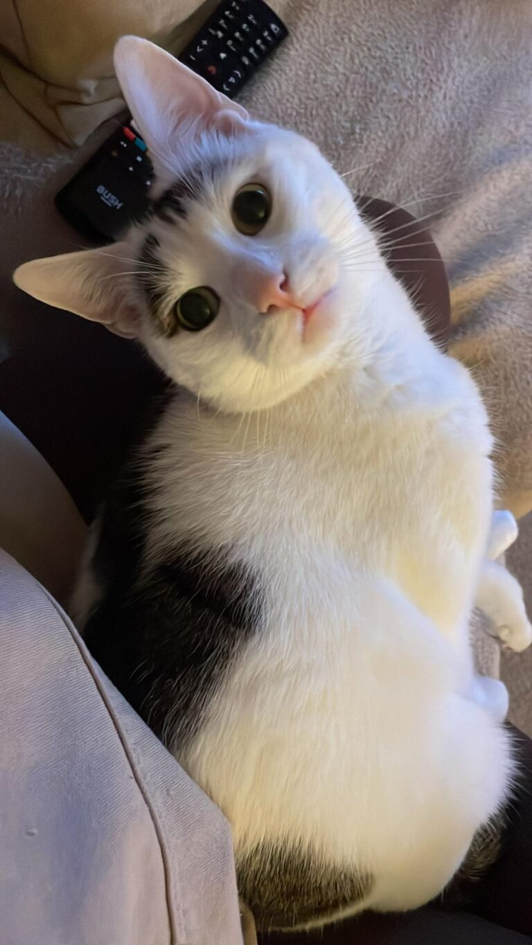 It’s National Pet Day today! We’re sure there are some FANTASTIC photos of some of the …