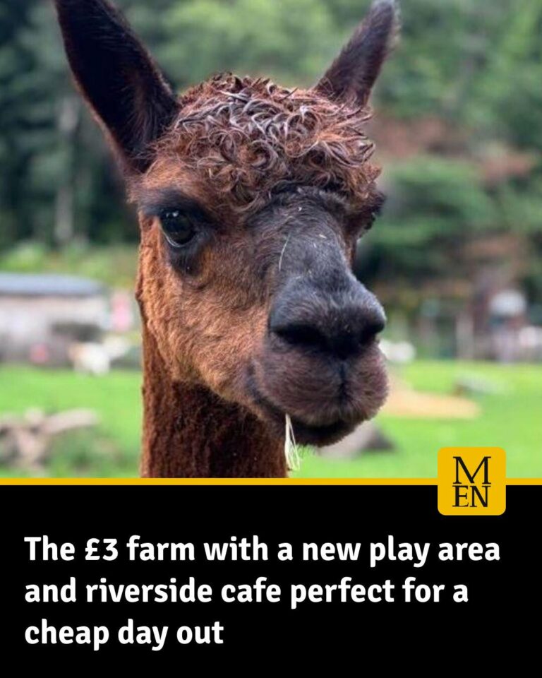 It’s home to all sorts of animals including baby goats, pigs, donkeys, rabbits and alpacas – Facebook