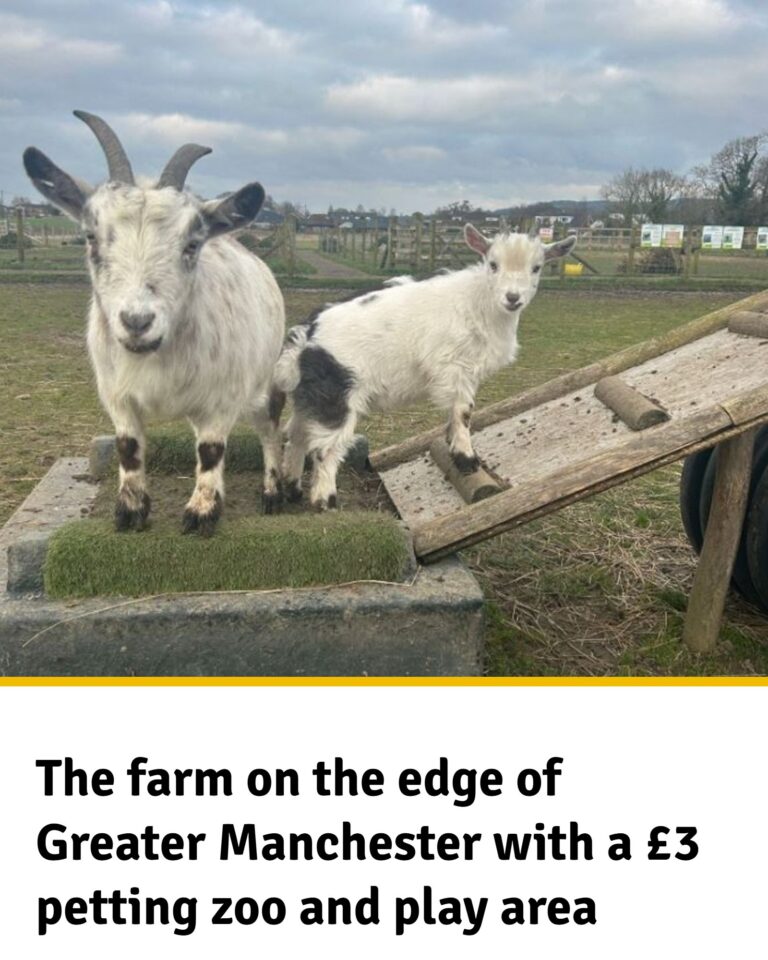 Little ones can pet the rabbits, guinea pigs and more – Facebook