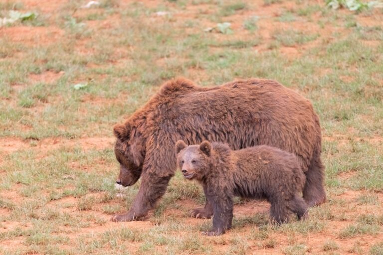 Mama Bear’s Precious Game of Hide-n-Seek With Her Cubs Caught on Trail Cam