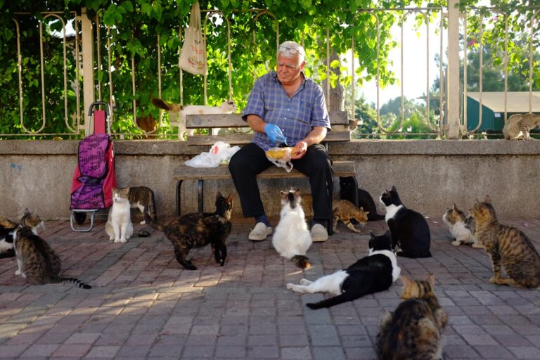 Man With Only $11 Fed His Cats Over Himself—Nearly 100 Rescued Cats Need Homes Immediately