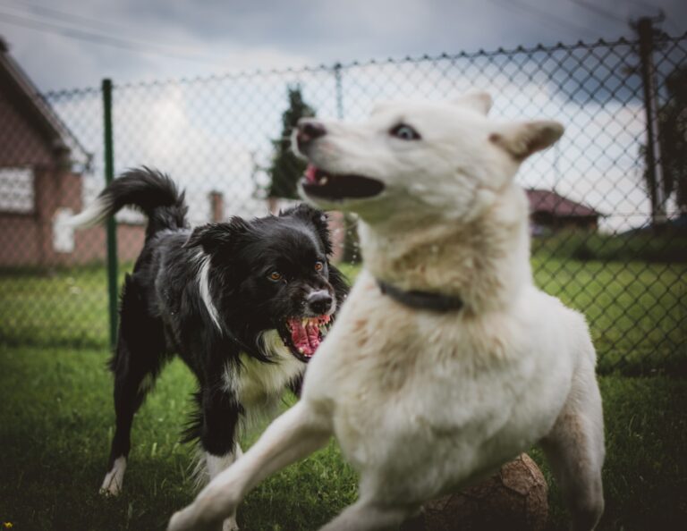 Neighborhood Dogs Coming Over To Play With New Golden Retriever Is Too Sweet for Words