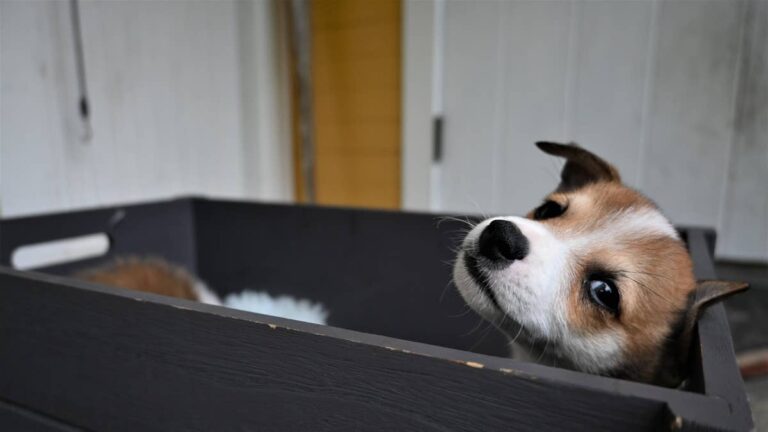 One of the Rarest Dogs on Earth Has 6 Adorable Toes – AOL.com
