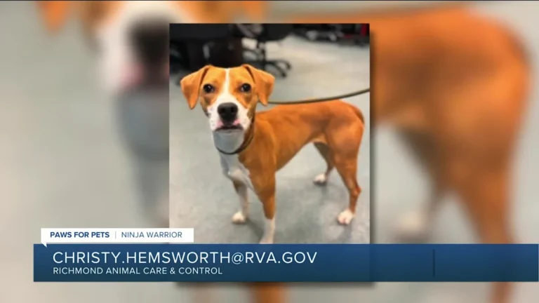 Paws for Pets: Ninja Warrior, a cute hound mix who has lots of energy! – Yahoo