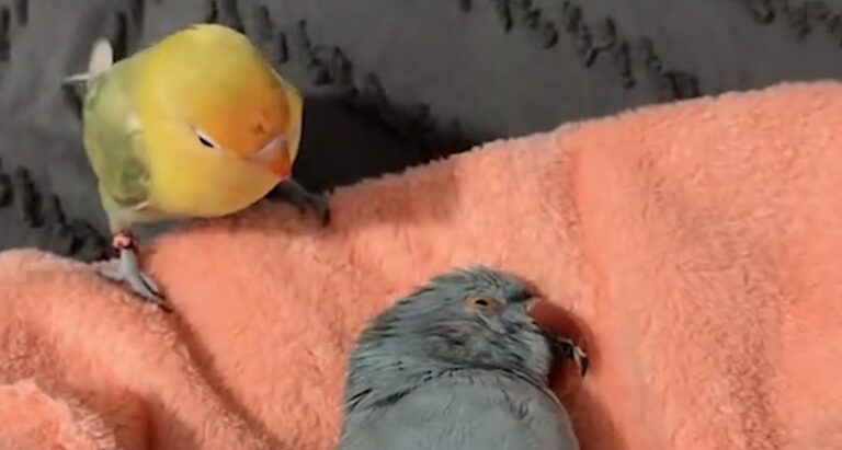 Loyal Pet Lovebird Won’t Leave the Side of Her Parrot Companion After He Dies (Video)