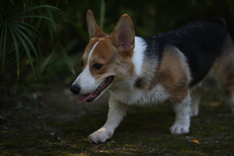 Precious Corgi ‘Walks Her Humans’ and It’s Too Cute – PetHelpful