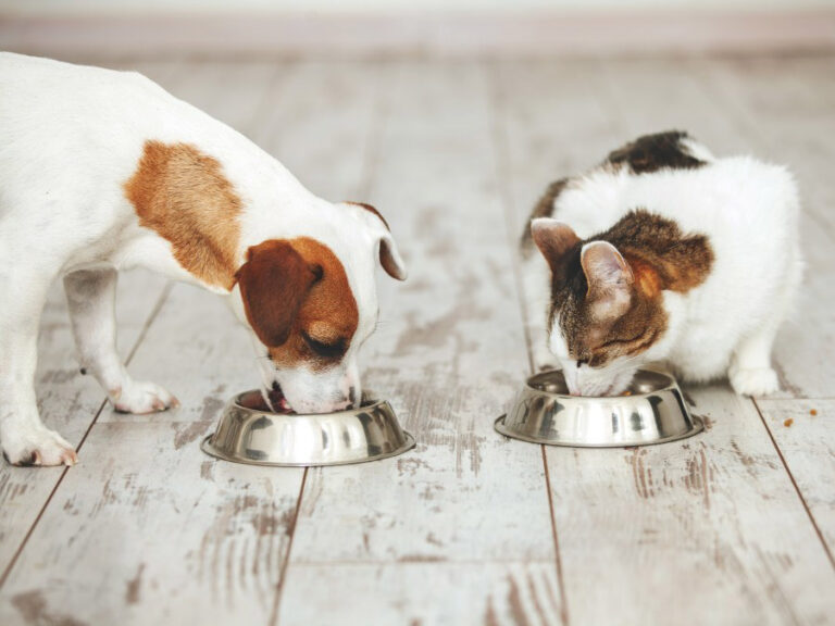 RECALL: Pet food could cause sickness, FDA warns – MSN