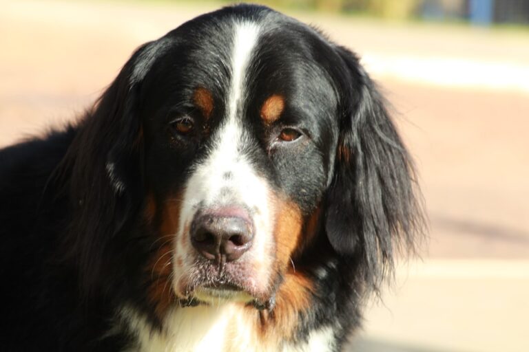 Rare Golden Retriever-Bernese Mountain Dog Mix Is the Perfect Blend of Two Beautiful Breeds