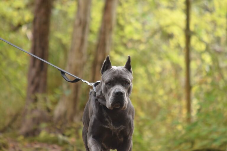 Rare Husky-Cane Corso Mix Is the Most Handsome Boy – Parade Pets