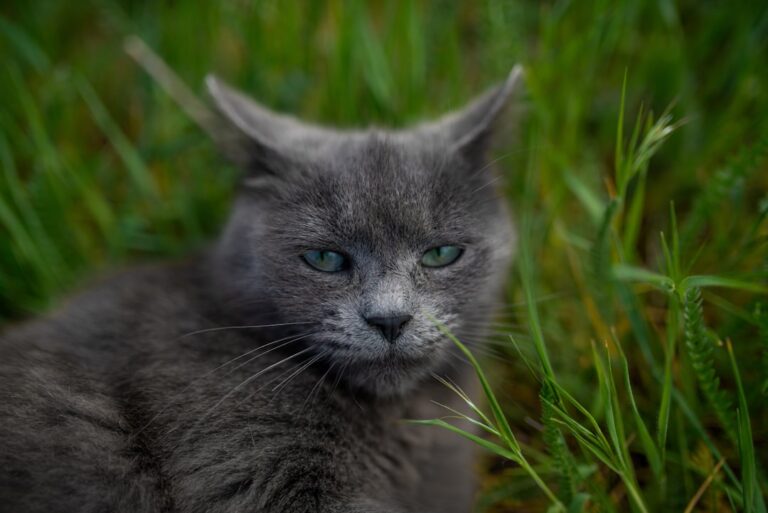 Russian Blue Enjoys Unexpected Snuggle With German Shepherd – Parade Pets