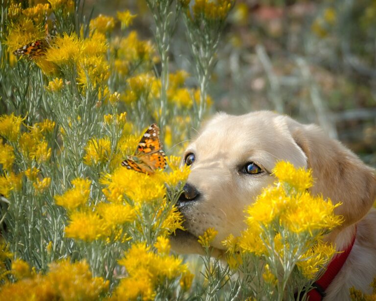 ‘Social Butterfly’ Golden Retriever Making Friends at a Restaurant Is Melting Hearts