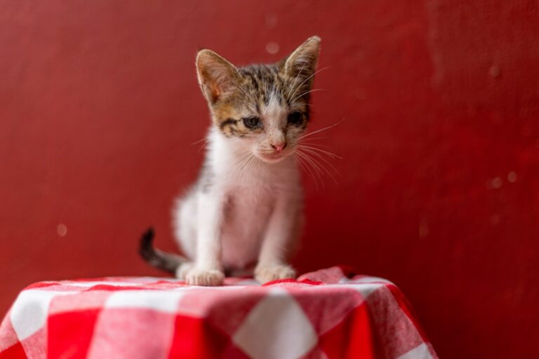‘Spicy’ Feral Kitten From Rescue Foundation Turns Out To Be a Total Softie in the Making