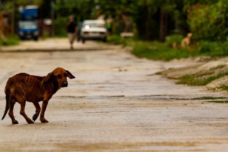 Stray Dog Living in Abandoned Warehouse Gives Rescuer the Sweetest ‘Thank You’