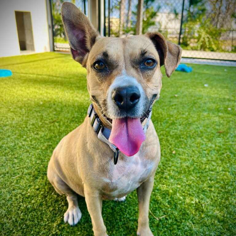 Pets of the Week: Suncoast Humane Society – Florida Weekly