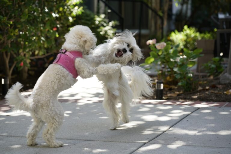 Sweet Dog Dances With Her Mom, and We’re Absolutely In Love – PetHelpful